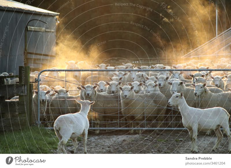 Two shorn sheep show themselves to the mob waiting in the yard.  Steam rises over the mob in the early morning light. Dipton Sandra Prebble farming oreti view