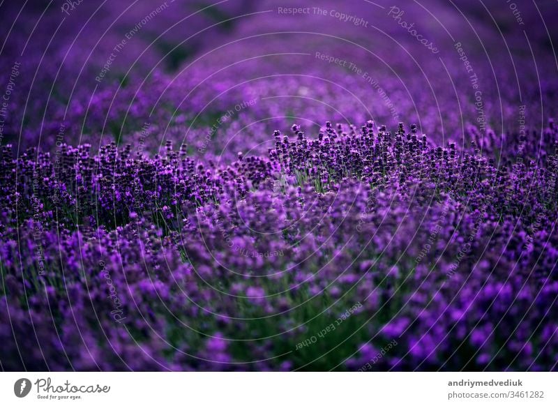 sea of lavender flowers focused on one in the foreground. lavender field bloom france violet landscape nature summer spring aromatherapy background beautiful