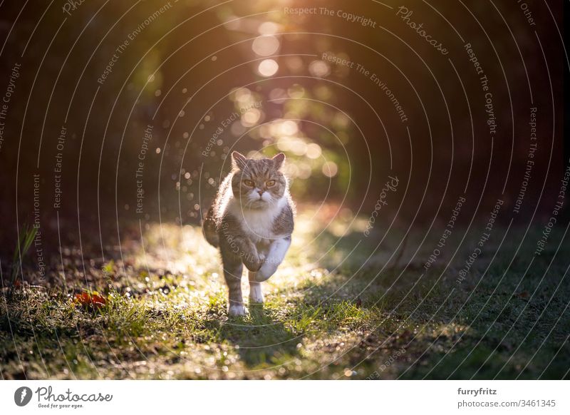 Cat running in the sunlight in nature pets purebred cat One animal British Shorthair White tabby Outdoors Nature Botany Garden Front or backyard Lawn Meadow