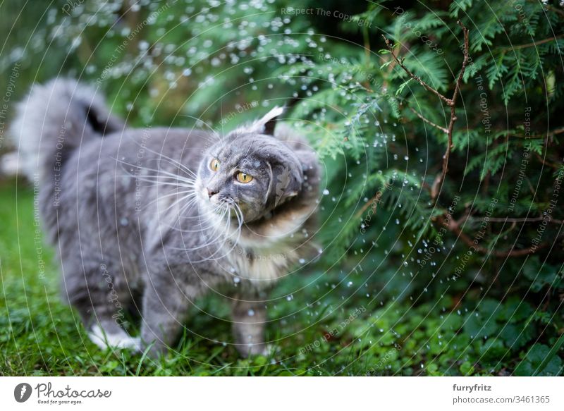 Maine Coon cat stands in the rain and shakes Cat Cute Enchanting Beautiful feline Fluffy Pelt purebred cat pets Longhaired cat White blue blotched One animal