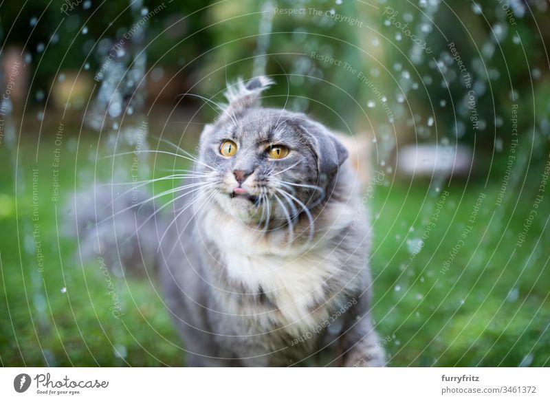 Maine Coon cat gets wet and shakes its head Cat Cute Enchanting Beautiful feline Fluffy Pelt purebred cat pets Longhaired cat White blue blotched One animal