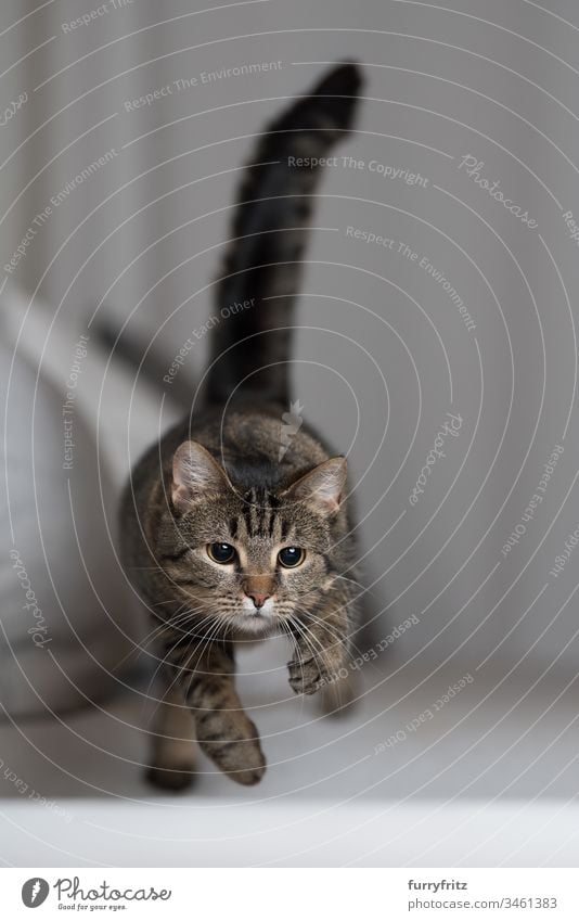 Playful cat jumps over the sofa Hunting Cat Running Movement Couch Air bokeh catching chasing Cushion Domestic cat To fall swift feline Flying Front view