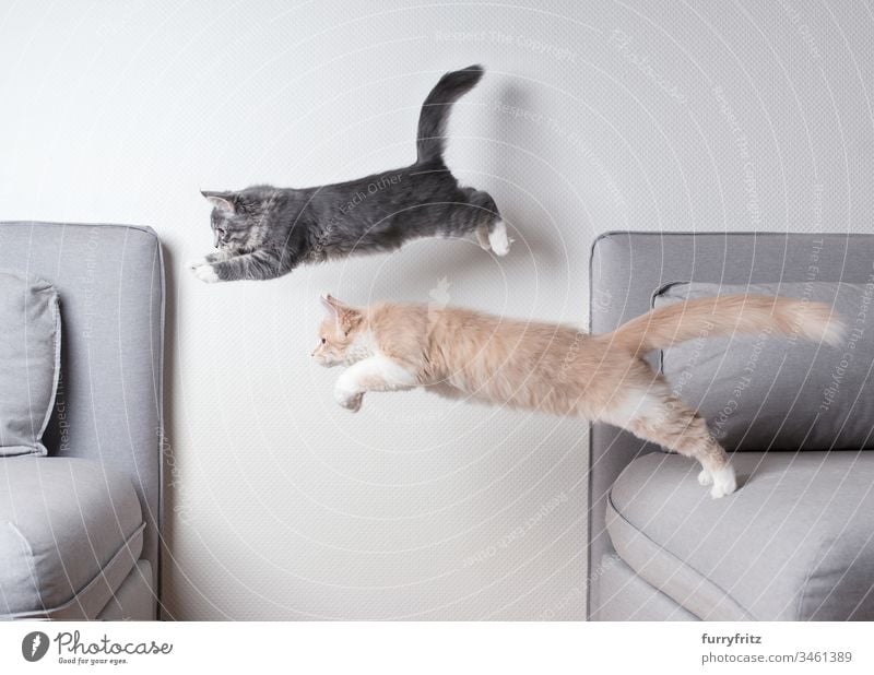 Two Maine Coon kittens jump over a sofa Kitten jumping Two animals Couch Air blue blotched catching chasing Copy Space Cream Tabby Cushion Cute To fall swift