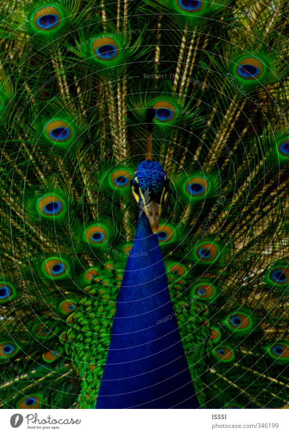 The Peacock Animal Zoo 1 Authentic Life Colour photo Multicoloured Exterior shot Close-up Pattern Deserted Day Contrast Central perspective Animal portrait