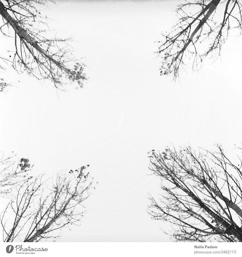 four corners four trees Tree Nature Sky Day Exterior shot Worm's-eye view