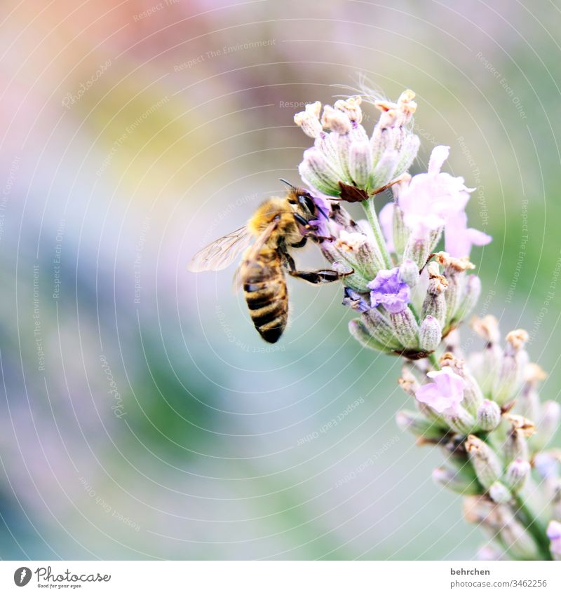 it smells like... | sweet lavender Nature Sun Summer Flower Lavender Bee Blossom Honey Nectar pollen blossom Fragrance Summery Diligent Flying Animal protection