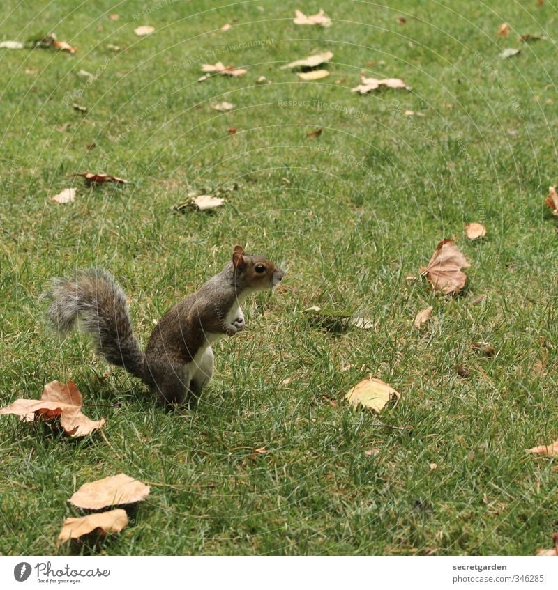 Dead leaves and a curious squirrel. Nature Earth Autumn Grass Leaf Garden Park Meadow Animal Wild animal Squirrel 1 Observe Stand Wait Brash Small Funny