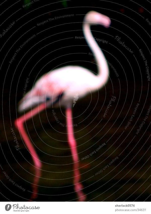 Flamingo "unsharp" Zoo Pink Black Animal Bird Blur Water Pole