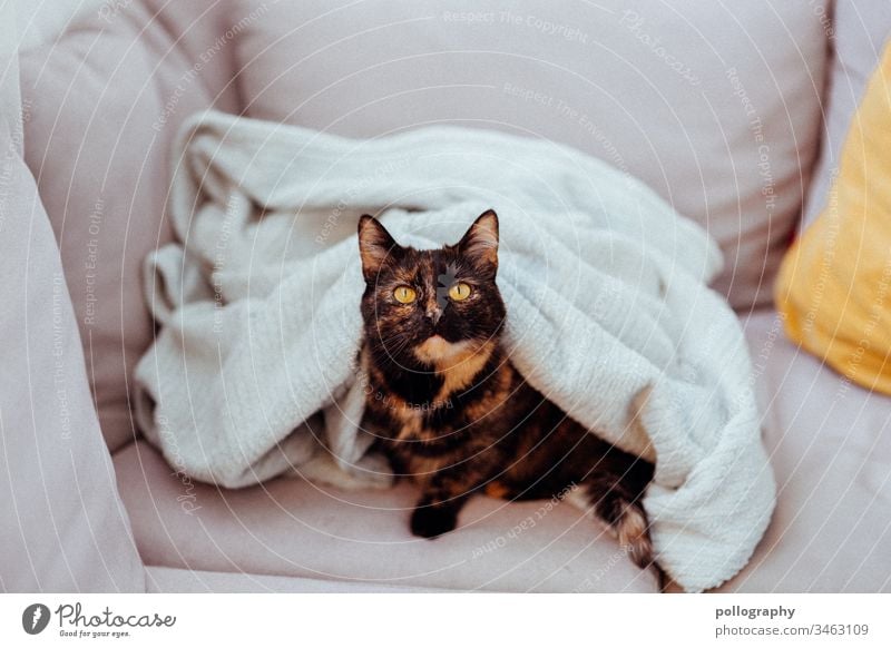 Cat is under a blanket book cover motif cateye Cat's head Animal Pet Pelt Animal portrait Domestic cat Colour photo Observe Animal face pink Pink Tulle
