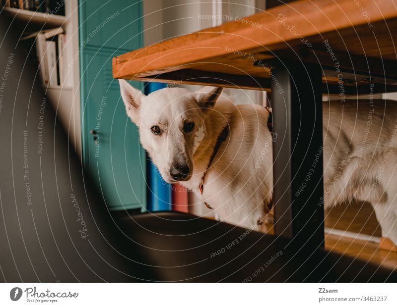 White shepherd dog under the table Shepherd dog Animal Pet Dog ears Sweet dearly Cute Loyalty Playing Affection Love Pelt Nose sniffles Love of animals