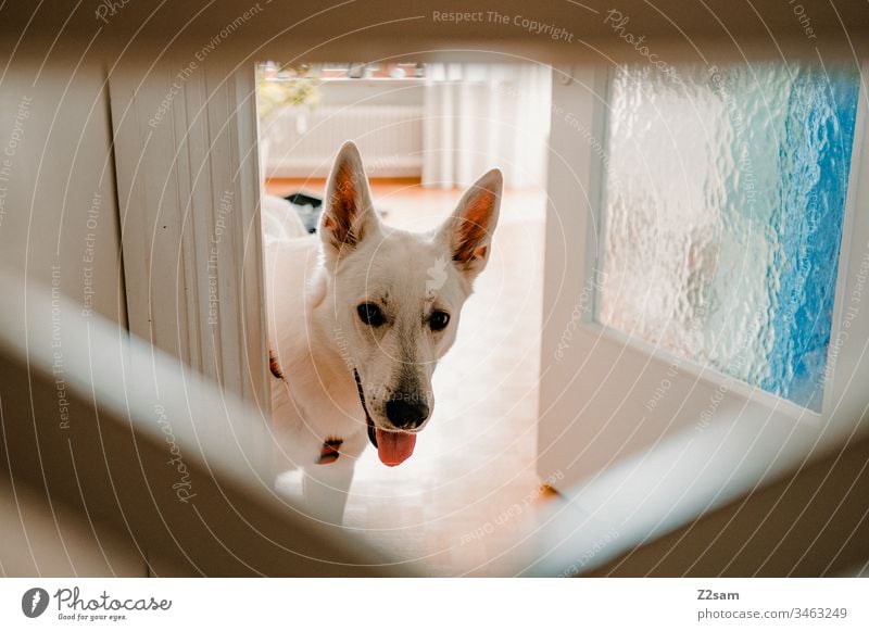White shepherd dog at home Shepherd dog Animal Pet Dog ears Sweet dear Cute Loyalty Playing Affection Love Pelt Nose snort Love of animals Employment
