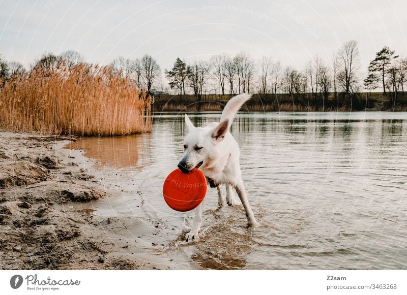 White sheepdog with frisbee Shepherd dog Animal Pet Dog ears Sweet dear Cute Loyalty out Walk the dog Playing Affection Love Pelt Nose snort stop Frisbee Water
