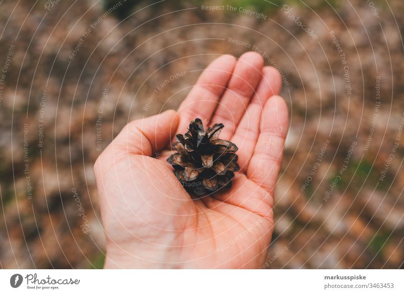 Pine cone in hand Green Foliage plant Nature outdoor bokeh outline Silhouette leaves Hand Retentive stop Ground Coniferous trees Coniferous forest pines