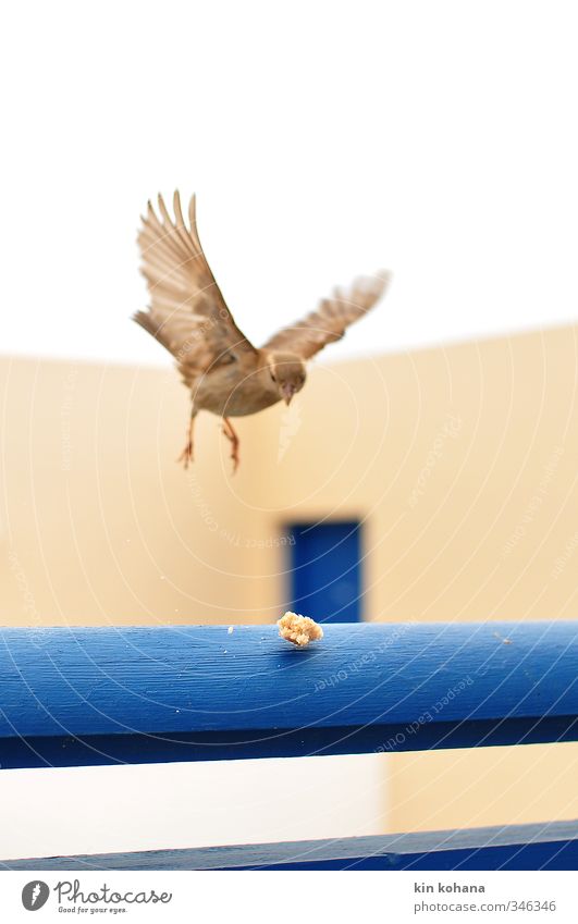 approach Garden Animal Wild animal Bird Sparrow 1 Movement Eating Flying Feeding Appetite Wing Plumed Landing Bread Breadcrumbs Approach Caution Blue Curiosity