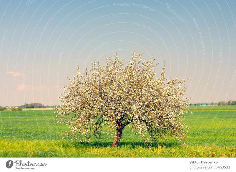 Lonely flowering apple tree in the field background food fruit summer nature sun spring landscape sky rural green blue solitude blooming meadow lonely flowers