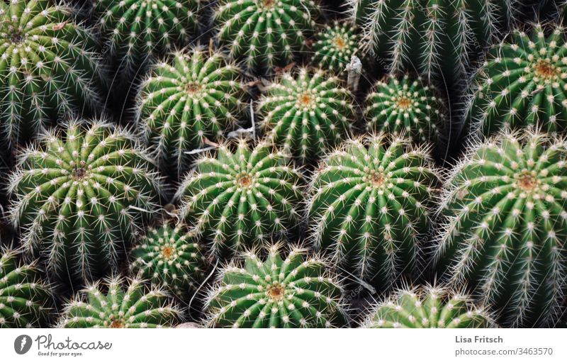 cactus family Cactus Green Plant Thorny Colour photo