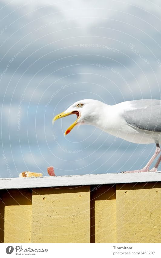 Seagull with appetite Bird Beak Animal hungry Loud parapet Wood Bread Salami Sky Clouds Beautiful weather Vacation & Travel Denmark Deserted Light and shadow
