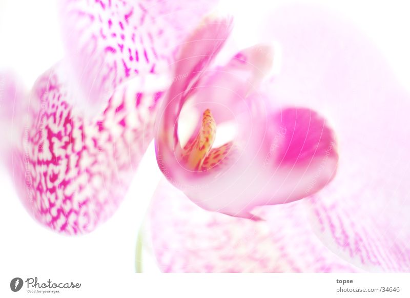 Orchid01 Pink Blur snapdragon Bright High-key