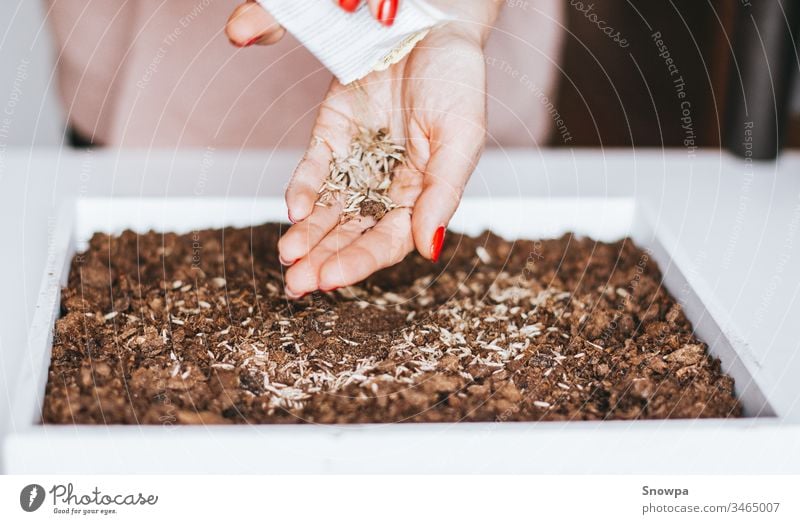 Close-up of a young woman's hands planting seeds in soil. Eco living. pot gardening home nature green spring gardener agriculture table natural flower flowerpot