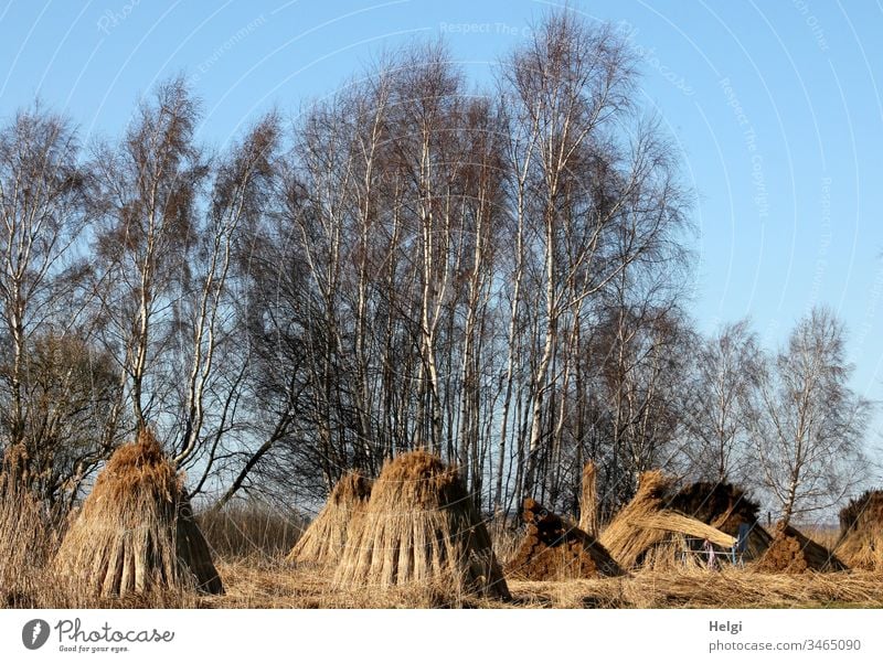 after the reed harvest for drying, bundles of reed arranged as pyramids Reed Grass Plant Reed harvest Reed bundles Harvest Rügen Exterior shot Landscape Nature