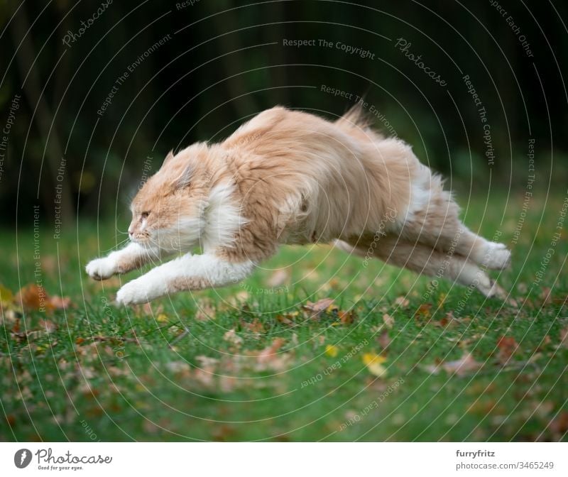 Maine Coon cat runs across the meadow fast as the wind Cat jumps fluffy Fluffy Wind Meadow Nature out Garden Autumn foliage focused swift