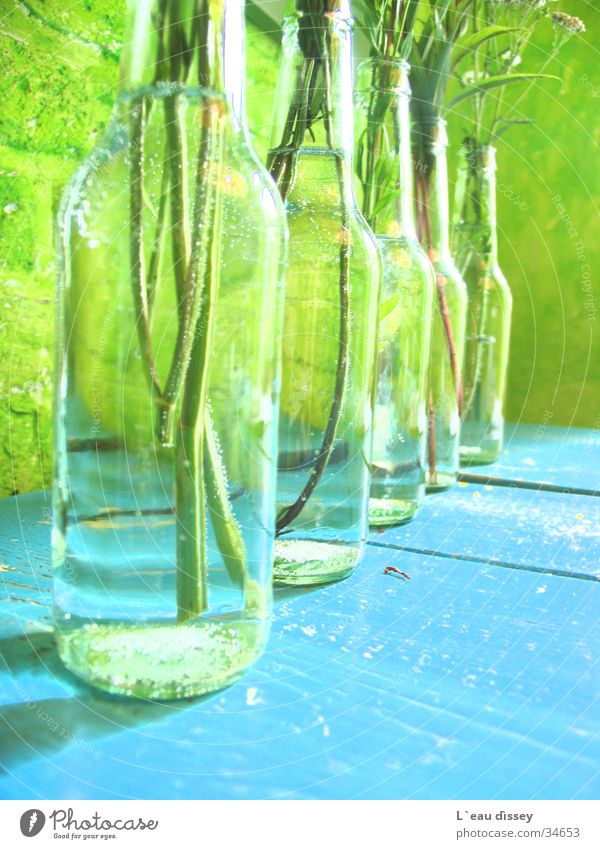 summer breeze Vase Flower Decoration Fresh Meadow flower Drops of water Photographic technology Bottle Flower Solo