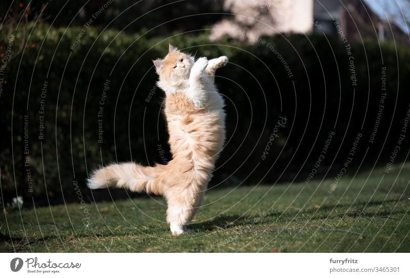 Fluffy Maine Coon cat playing in the garden Cat pets feline Pelt Longhaired cat Fawn Beige Cream Tabby Ginger cat White One animal Outdoors purebred cat Paw