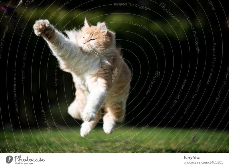 Playful Maine Coon cat jumps and plays in the garden Cat pets feline Pelt Fluffy Longhaired cat Fawn Beige Cream Tabby Ginger cat White One animal Outdoors