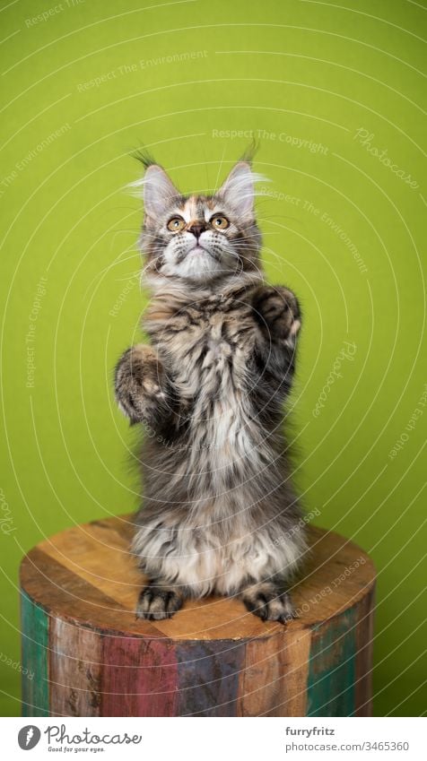 Maine Coon cat males and looks up against a green background Cat pets purebred cat Longhaired cat Fluffy Pelt feline indoors One animal Green Cute Enchanting