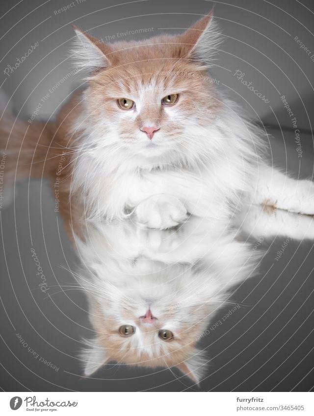 Maine Coon cat lying on a mirror Cat purebred cat pets White Longhaired cat One animal Studio shot Mirror Reflection Cream Tabby Fawn Beige Fluffy Pelt feline