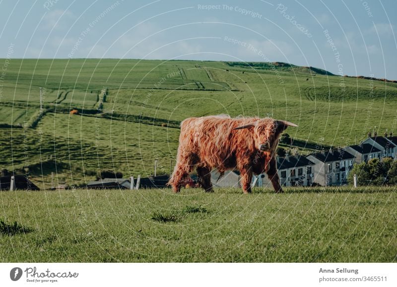 Highland cattle on a meadow outside the city Spring Meadow Cattle highland cattle highlands Scotland Red Orange Animal breeding animal Cow Exterior shot