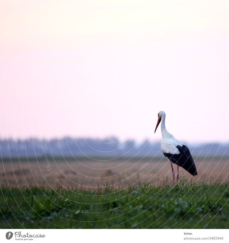 food watch Meadow animals Life Sky look employed Stork Wait Observe Focus on patience Horizon Evening evening mood Dinner appetite Bird Stand Feed Foraging