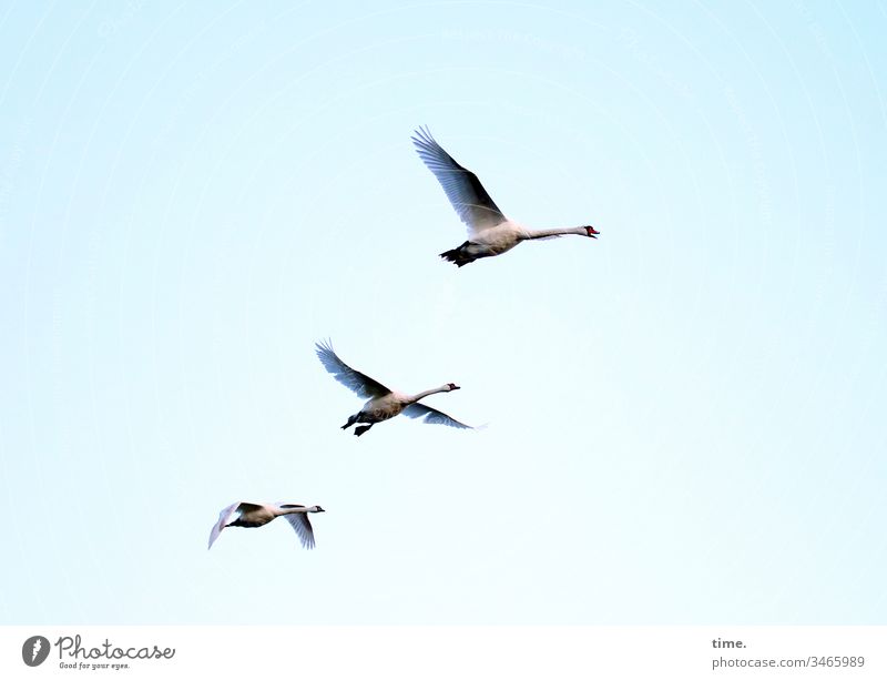 high achiever animals Life Sky look Bird Flying three Swan Span Grand piano