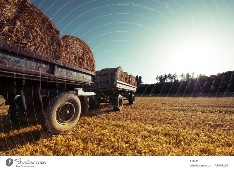 field wagon Grain Summer Agriculture Forestry Environment Nature Landscape Sky Horizon Beautiful weather Warmth Agricultural crop Field Vehicle Truck Trailer