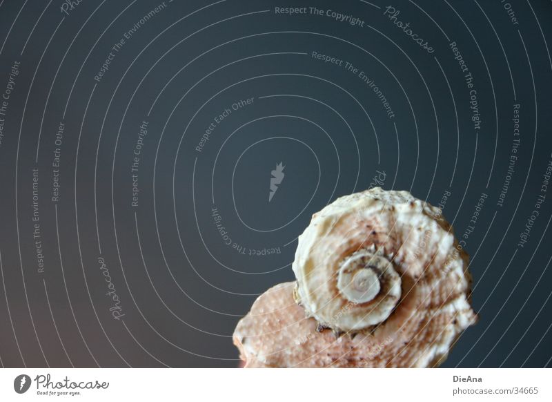 uninhabited Mussel White Beige Rough Surface Spiral Corner Decoration Style Background picture Gray Fossil Ocean Things Structures and shapes snail shape Blue
