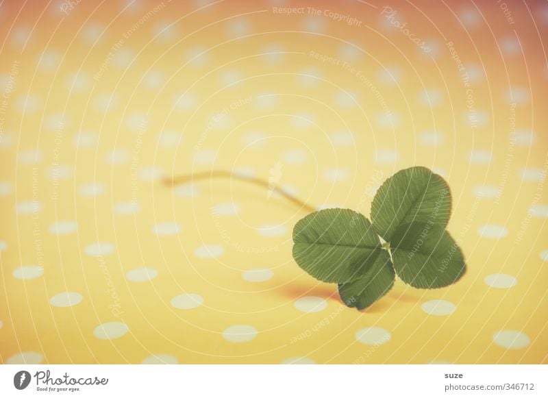 Little luck Lifestyle Happy Plant Leaf Sign Small Cute Yellow Green Happiness Anticipation Success Popular belief Four-leaved Cloverleaf Lottery