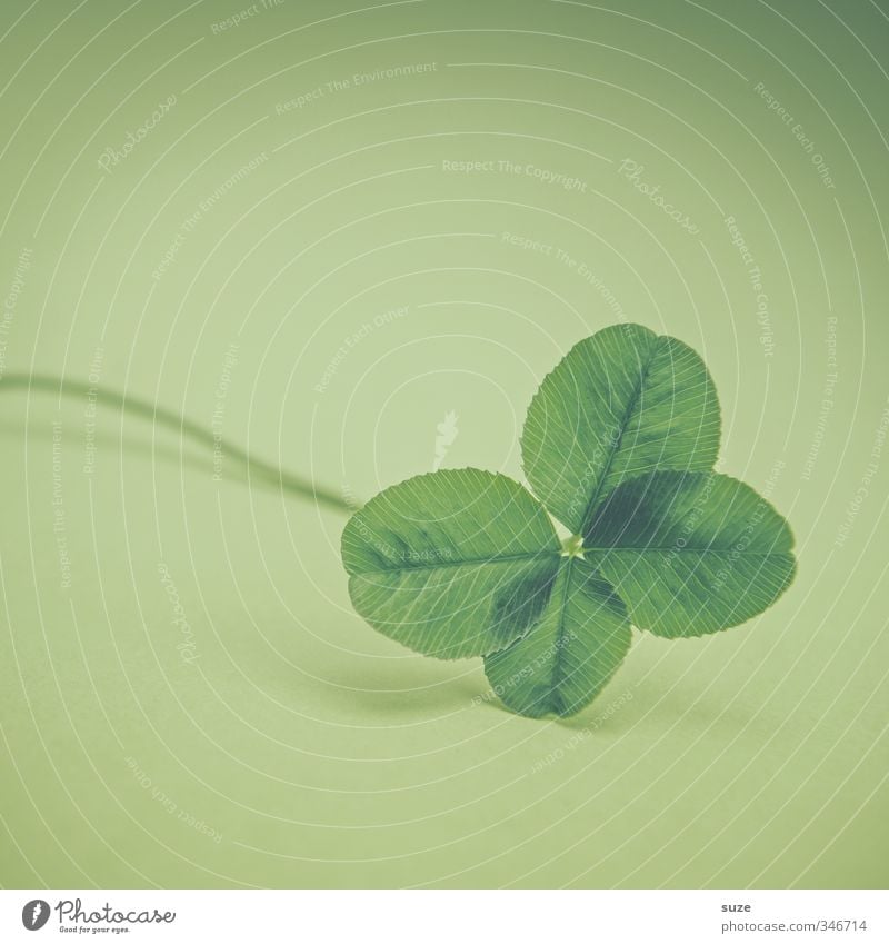 A matter of pure luck Lifestyle Plant Leaf Sign Small Green Happy Anticipation Success Four-leaved Four-leafed clover Good luck charm Desire Game of chance