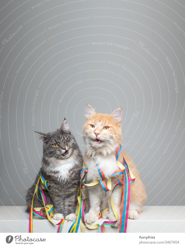 two funny Maine Coon cats with streamers in party mood Cat Cute Enchanting Beautiful feline Fluffy Pelt purebred cat pets Longhaired cat White blue blotched