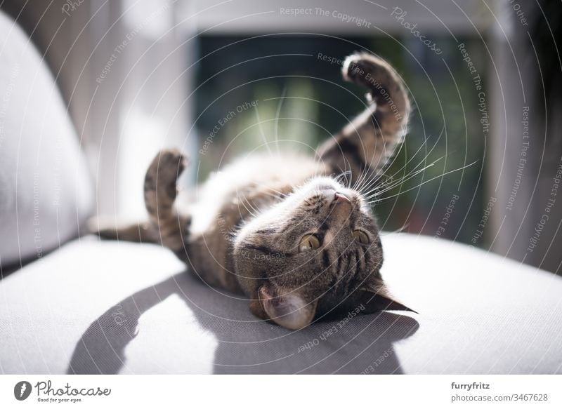 Cat lies on the sofa and enjoys the sun Sunbathing Arms raised Background lighting Couch Enchanting Beautiful bokeh Refrigeration Comfortable drapes Cushion