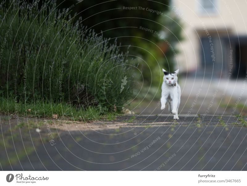 Black and white cat running on the pavement Cat Sidewalk Running look into the camera Collar bell black on white animal eye animal hair Bell bokeh Botany