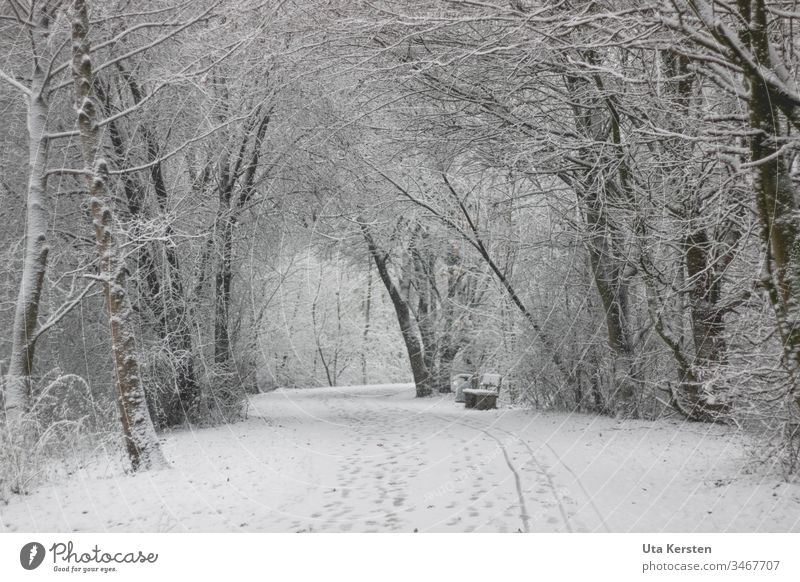 Way in winter with snow Winter Snow Gloomy White Cold Exterior shot Deserted Nature Tree Environment Landscape Ice Subdued colour Frost Gray Climate Plant