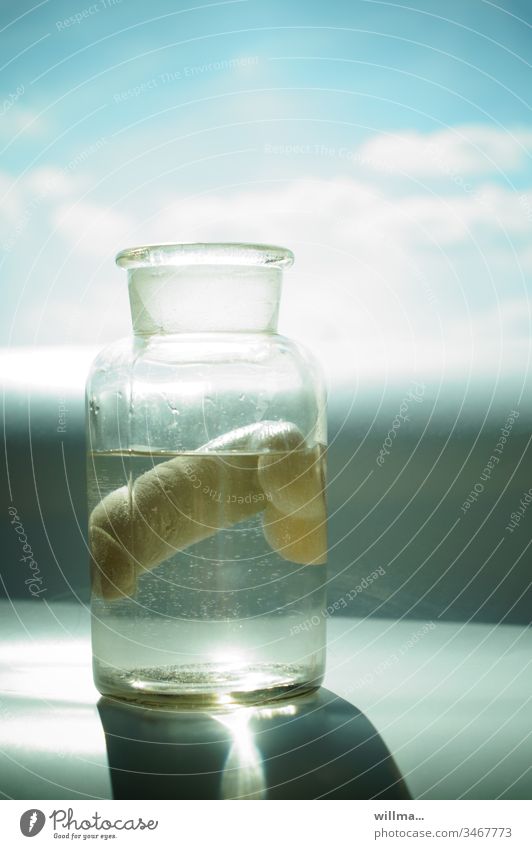 Preserved penis in a glass bottle, anatomical preparation Penis member Sexual organ Tails Body organ dissected Fixation Anatomy Pathology formaldehyde research
