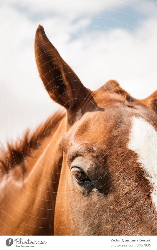 Brown horse closeup Horse agrarian agricultural animal backwoods bucolic cavalry colt countryside desert ears europe fair weather farmland fast freedom idyllic