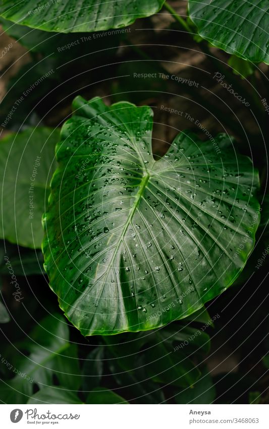 Large leaf with rain droplets 2017-2020 first import foliage elephant ear plant tropical green moody houseplant large leaf greenery