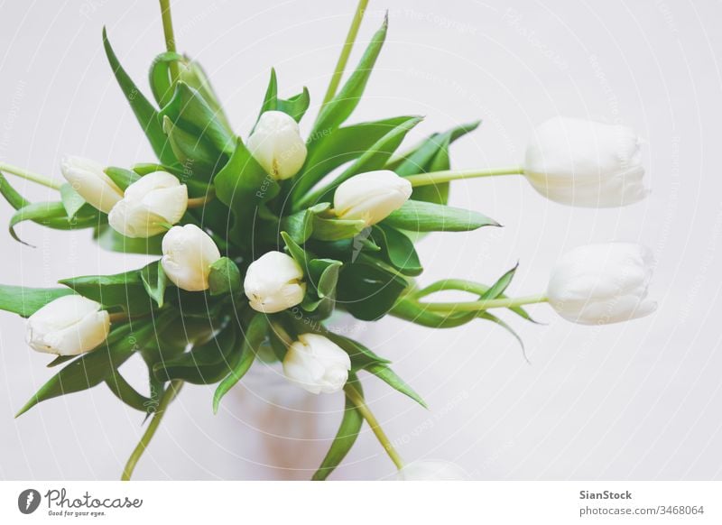 Bouquet of white tulips in a vase isolated background day bouquet spring nature green beautiful flower mothers space bunch beauty gift floral flowers plant copy
