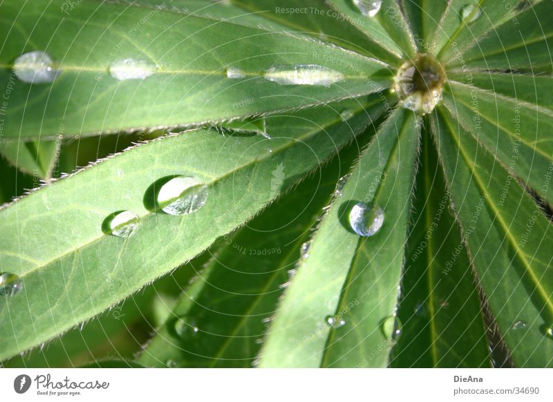 lupine Water Drops of water Beautiful weather Rain Leaf Green Lupin Watertight dripping off Colour photo Exterior shot Deserted Day Reflection Blur