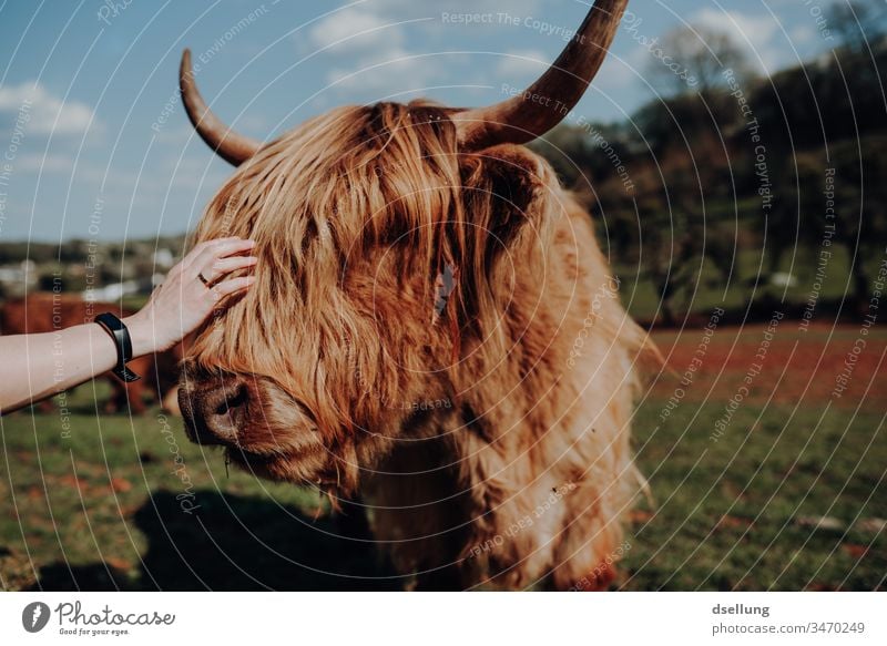 A young woman strokes a Scottish highland cow with super hairstyle. So the cow has the great hairstyle. You can't see it on the young woman. But it was great.
