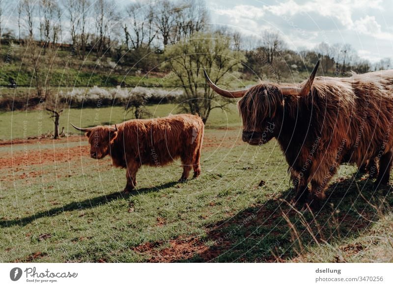 Scottish highland cattle with great hairstyles in the evening light on the green pasture Cute Beautiful Soft Pelt Sympathy Animal Animal portrait Sunset