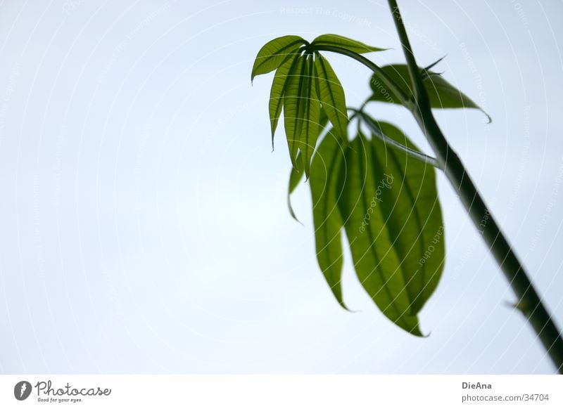 Pachira Aquatica Houseplant Stalk Vessel Green Nature leaf structure Life leaves