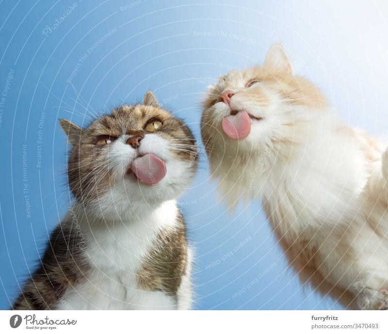 Two cats licking a disc in front of a blue sky Copy Space bottom view Sky Blue sunny Sunlight Summer Outdoors pets Cat animal-mouthed Animal tongue Funny